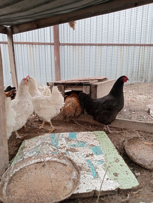 Продам куры домашние
