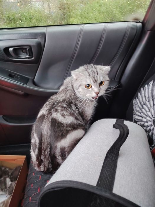 Продам милые котята