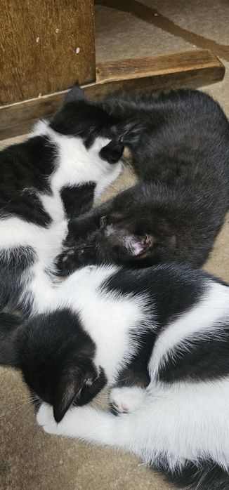 Отдам котят. Бесплатно