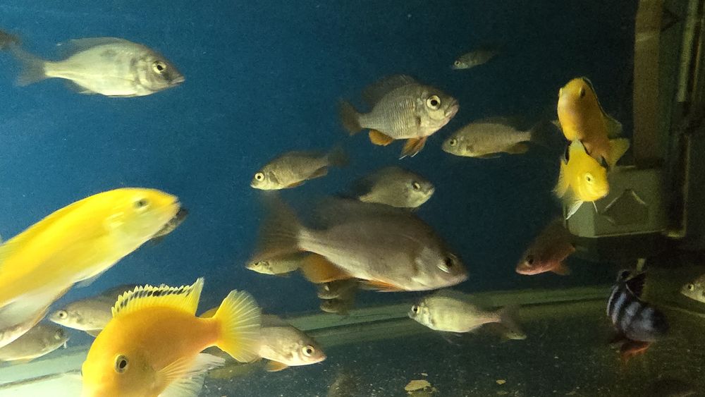 Продам малавийских цихлид