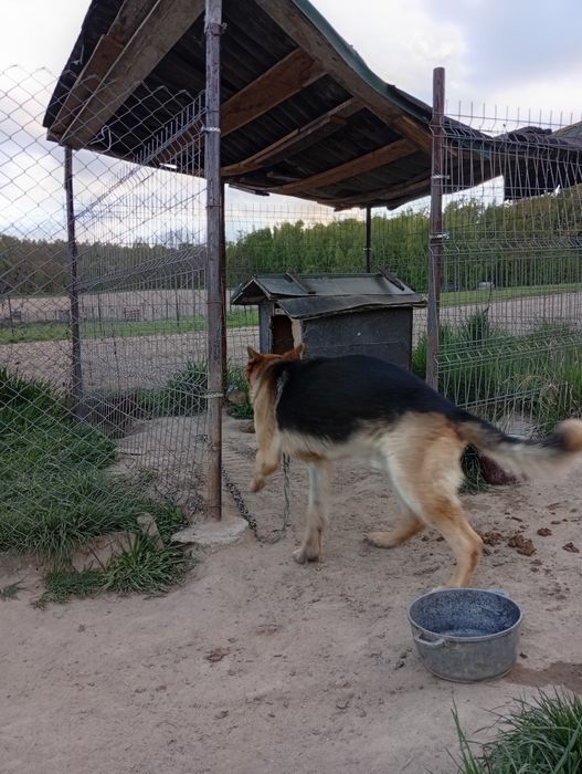 Câine lup ciobanesc german donatie