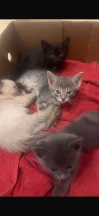 Отдам срочно котят