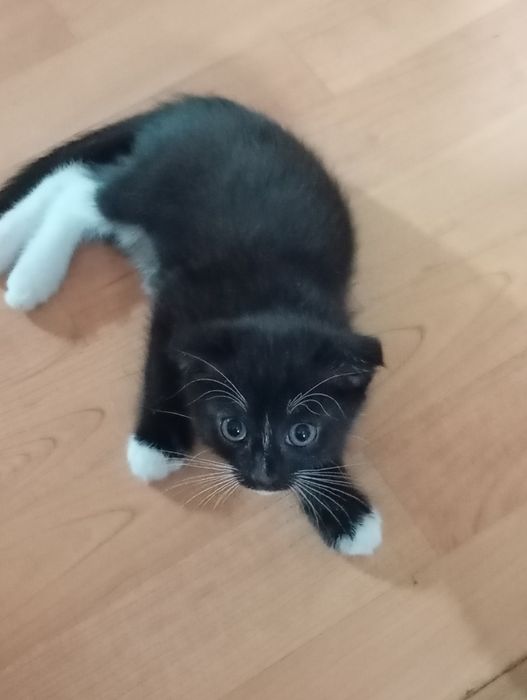 Срочно котята ищут дом!