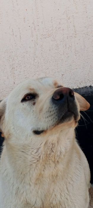 Лаблодор ретривер вязка