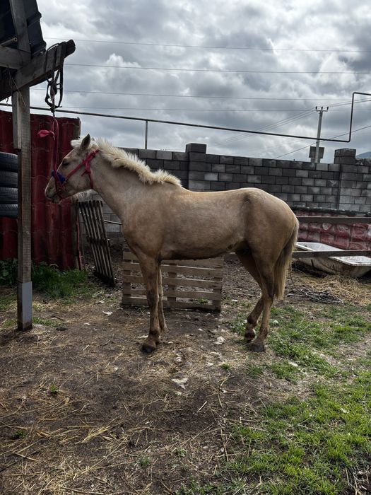 Құнан сатылады еркек