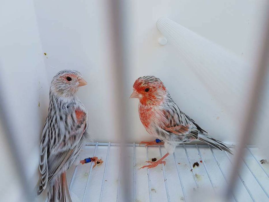 Canari ,hibrizi,indigene