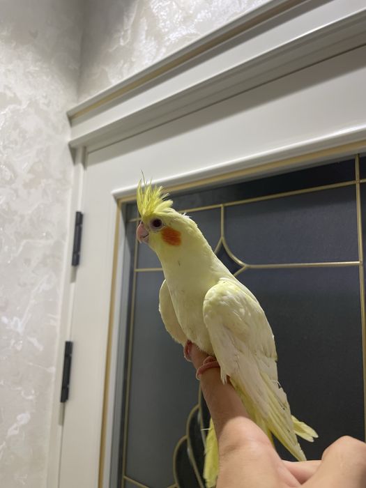 ручной карелла сотилади.