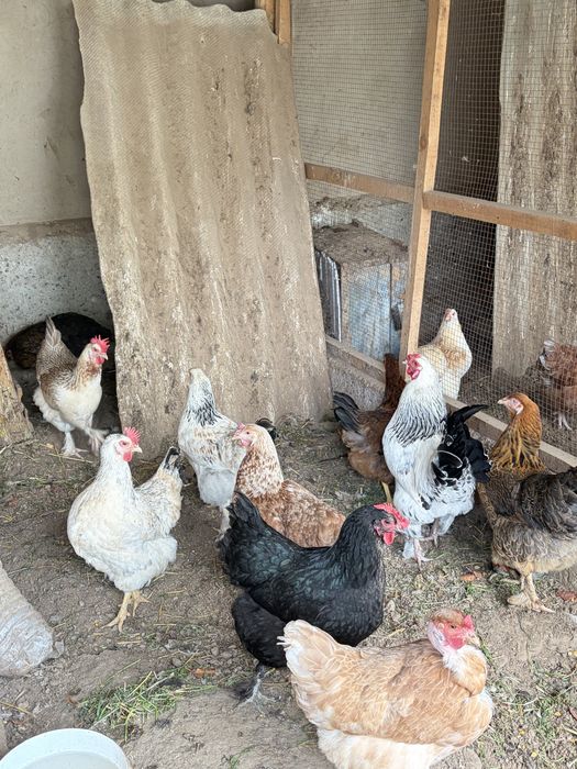 продам кур срочно