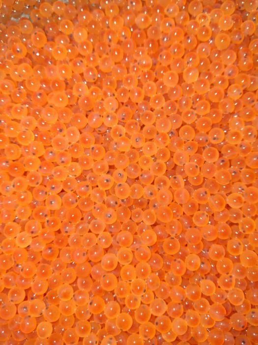 Оплодотворенна икра из Польши