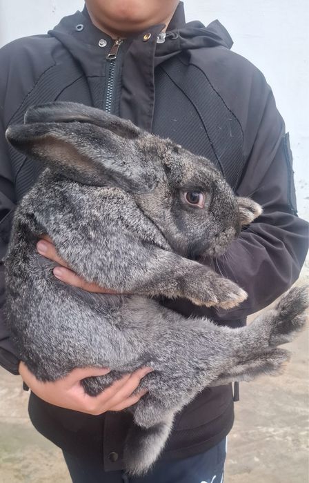 Quyonlar sotiladi кролик