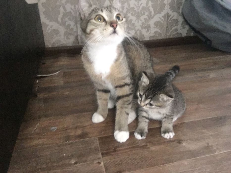 Отдам котят отец британец