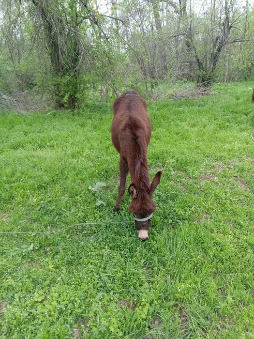 Продаются ослы и корова
