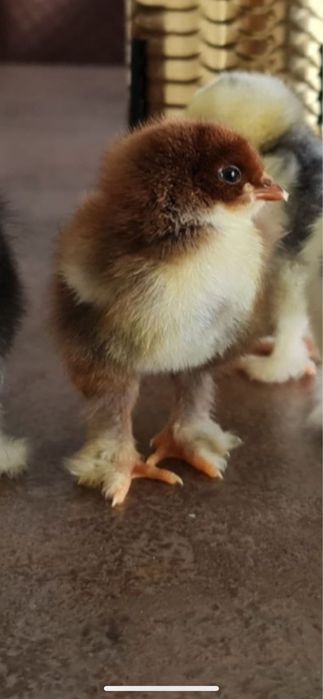Pui Australop si oua