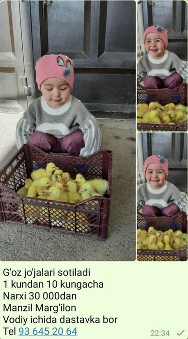 G'oz jo'jalari sotuvda