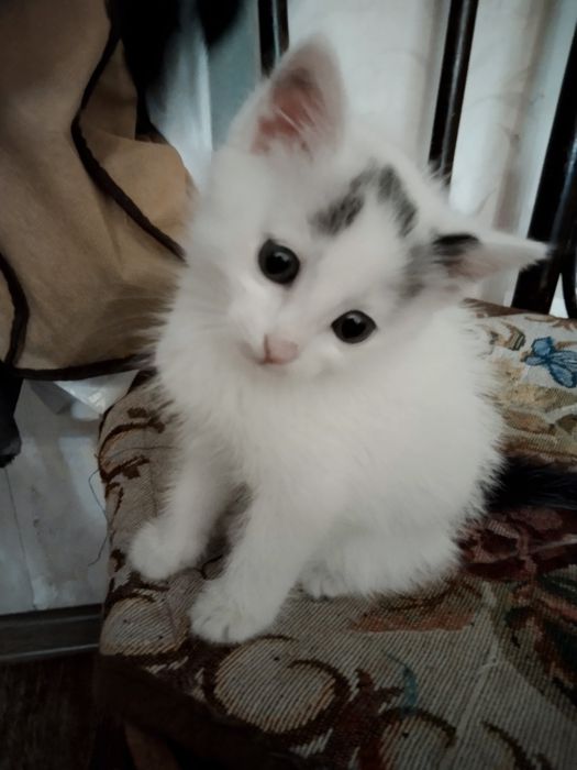 Котята, 1,5 месяца