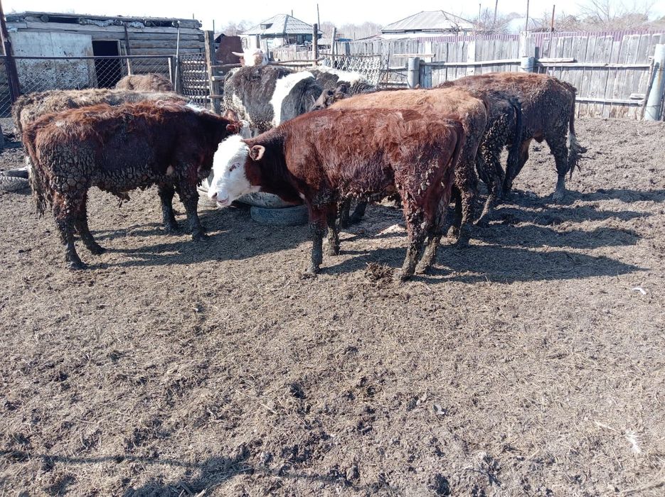 Продам бычки 600000