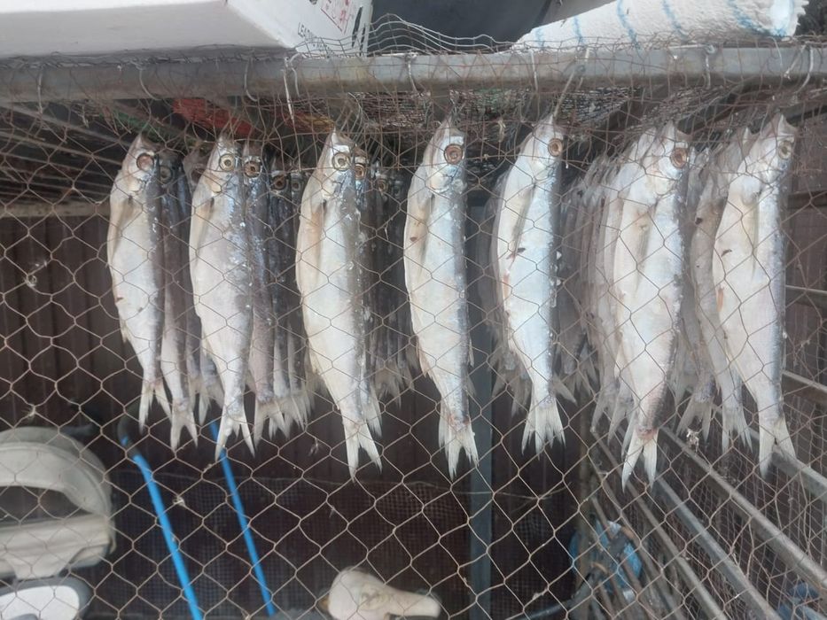 Сушёная рыба, рыбец,чехня. Свежая.