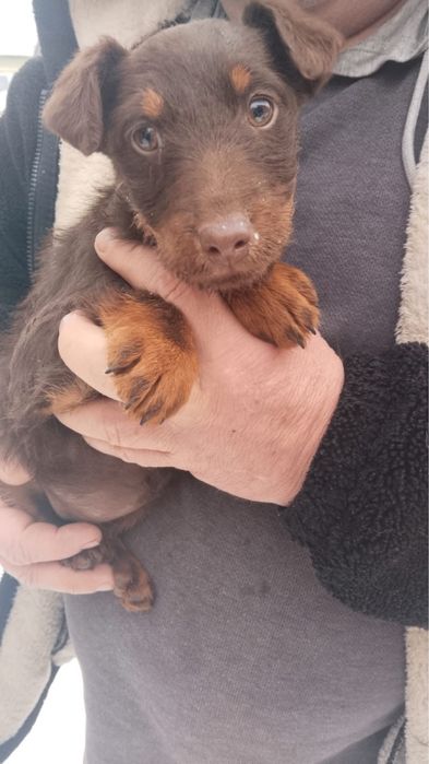 Ягдтерьер щенок