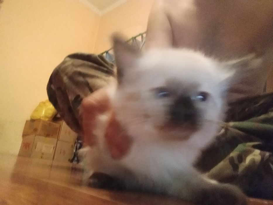 Котята сеамские.