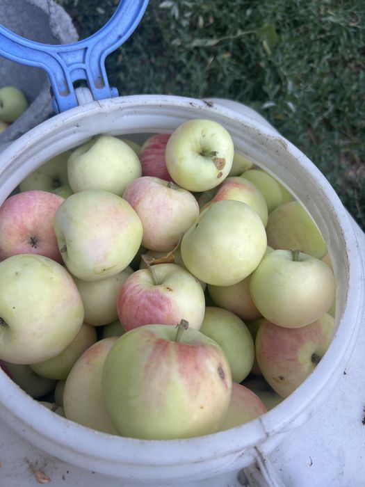 Продам яблоки свежие домашние