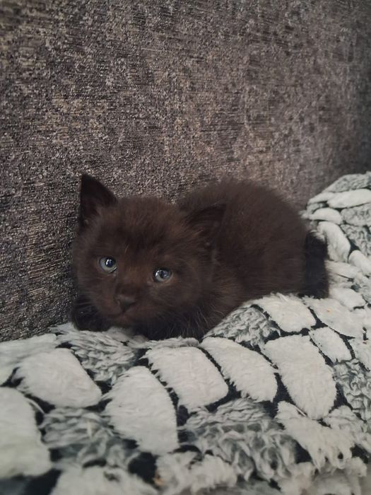 Маленькие красивые котята