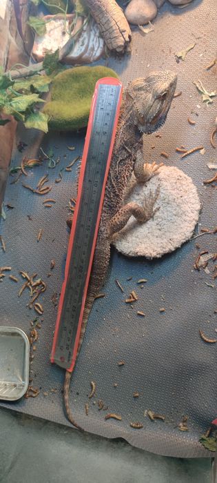 Продаётся самец агамы с террариумом