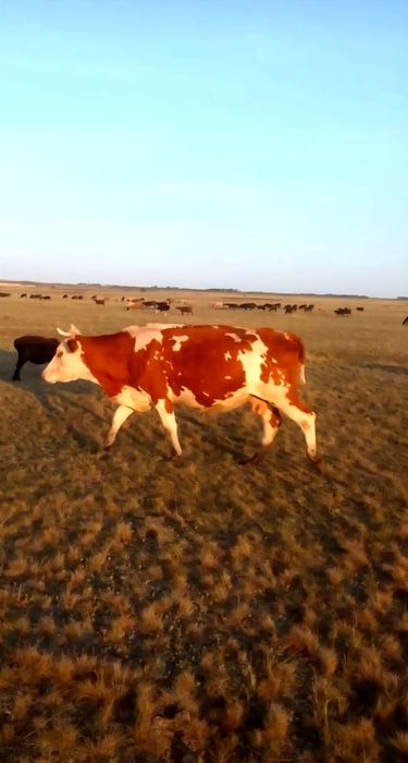 Продам корову быка барана