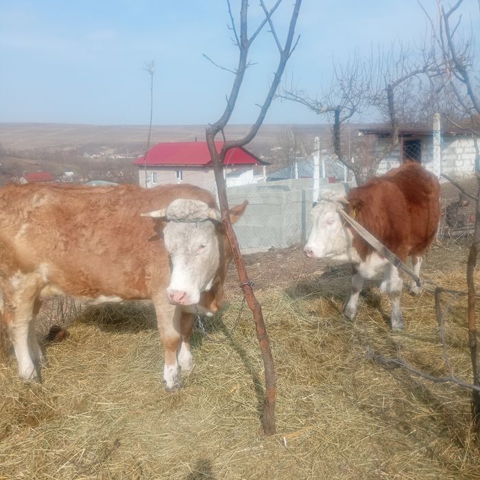 Vând vacă și o junică