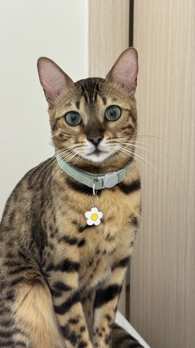 Продам кошку Бенгальскую