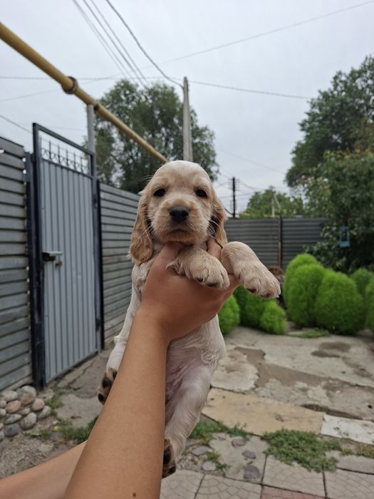 Продам щенков русского спаниеля