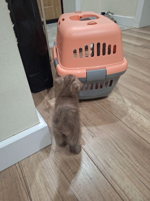 Продаем Кот породистый