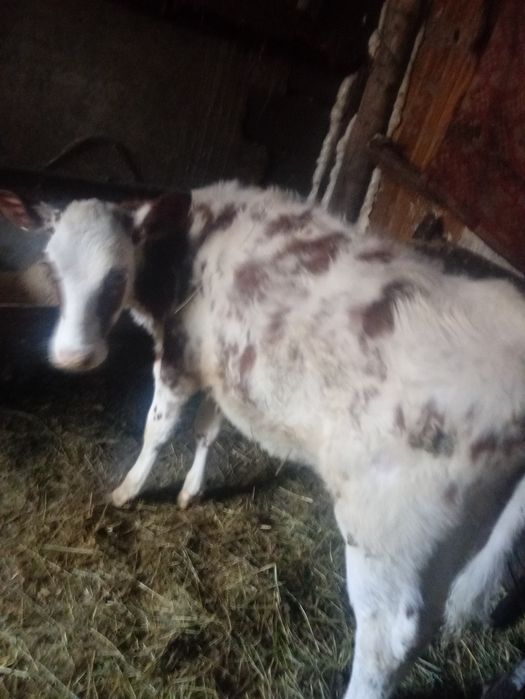 Vând vitea de 3 luni