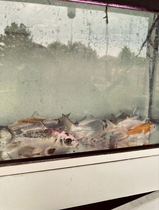 Pesti de iaz koi,Caras auriu