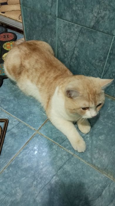 Мушук сотилади уй мушуги