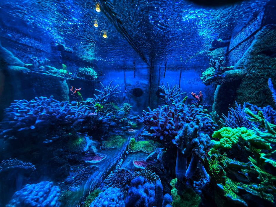 Consultanta acvariu marin/apa sarata / corali