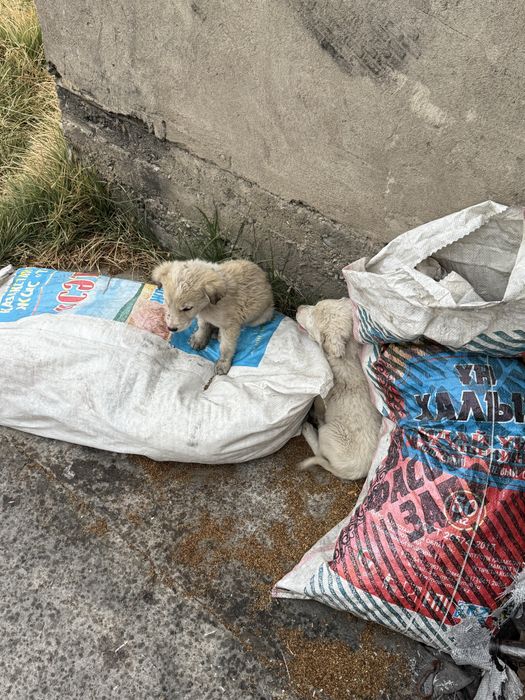 отдам даром щенят