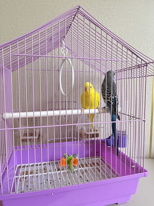 попугаичики 1 мальчик 1 девочка