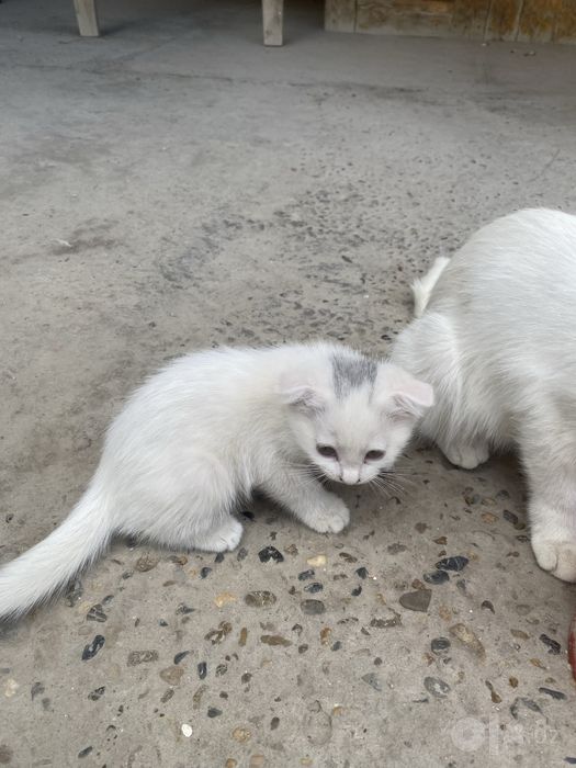Кошки , красивый , отдам в добрый руки