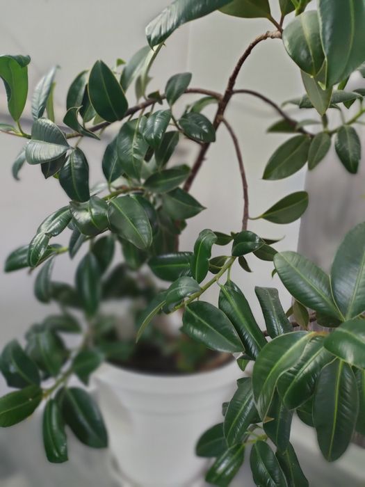 Денежное дерево  живое