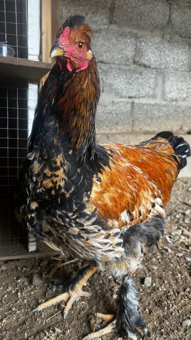 Құстар Қазақы қораз