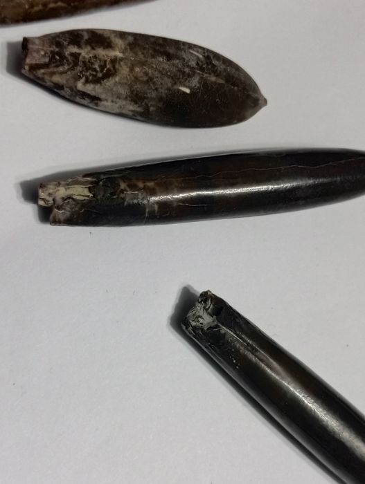 Лот белемнити,долна креда, Шуменско