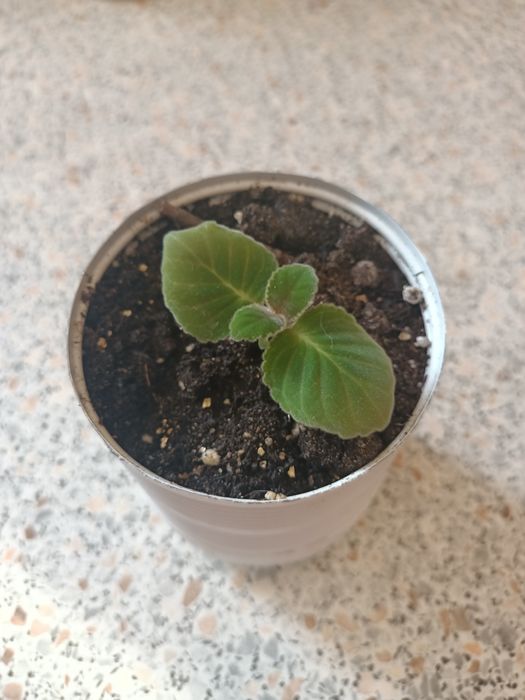 Продам росток глоксинии