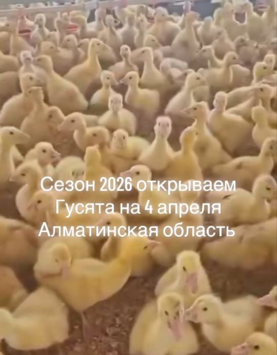 Гуси Линда из Татарстана