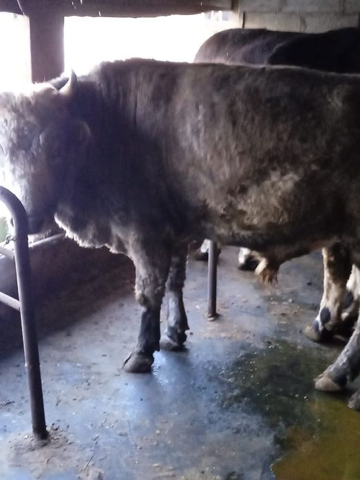 Продам быка бука 2,5 года