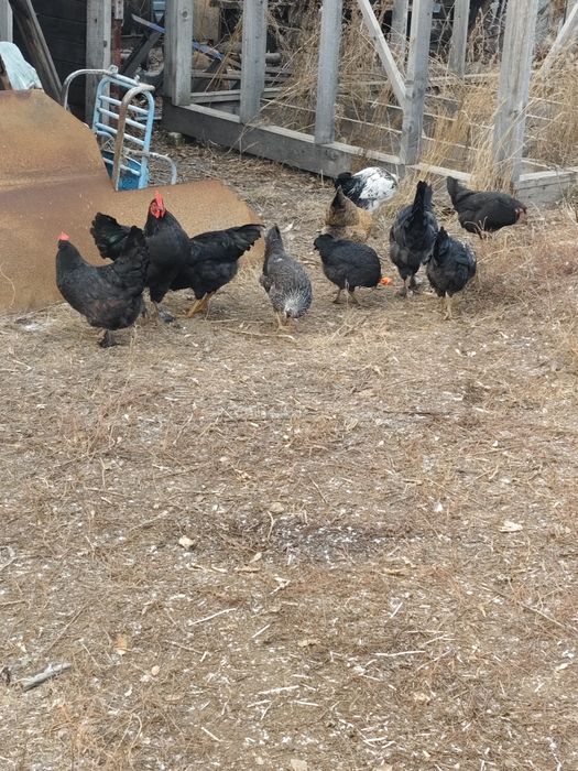 Кораз Петушки Петух