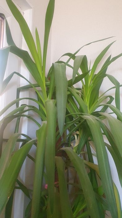 домашние цветы ростом 1, 80