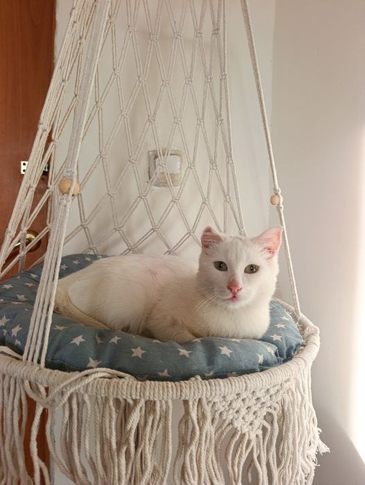 Котенок в ответственные добрые руки