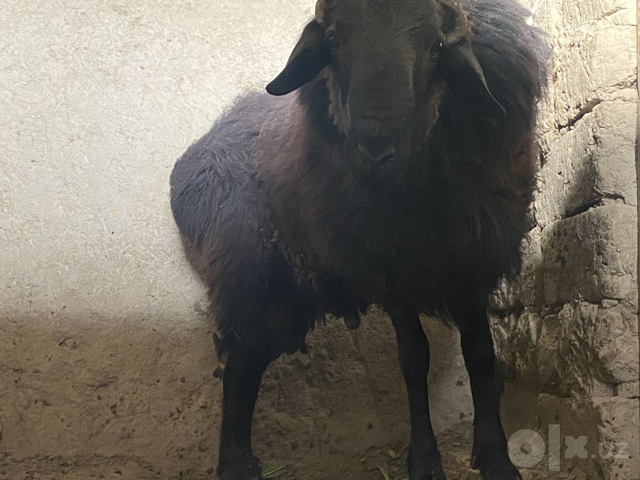 Tuyga suyishga chotki quchqor sotiladi