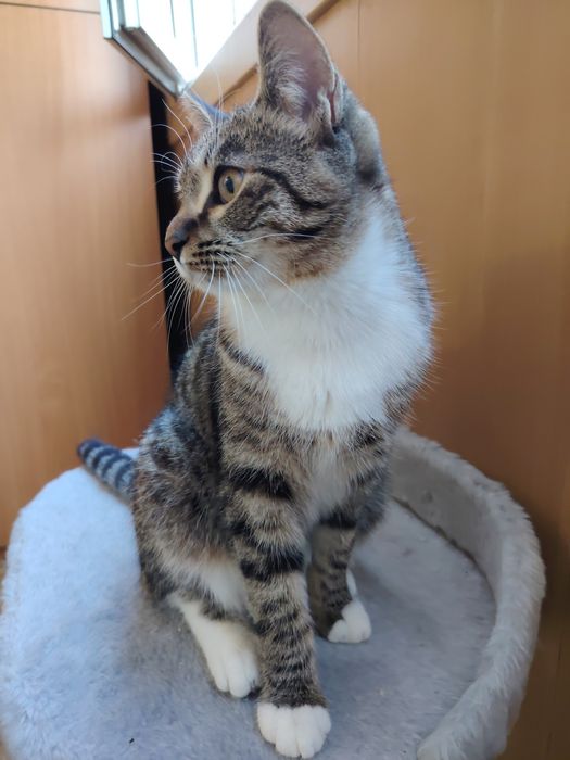 Тигренок Симба ищет свою семью