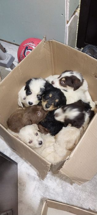 Щенки в добрые руки
